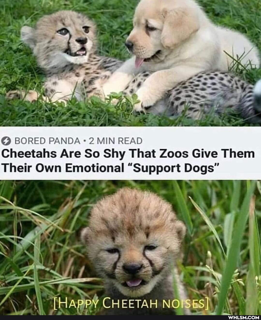 BORED PANDA 2 MIN READ Cheetahs Are So Shy That Zoos Give Them
IN
CHEETAH NO
Their Own Emotional "Support Dogs"