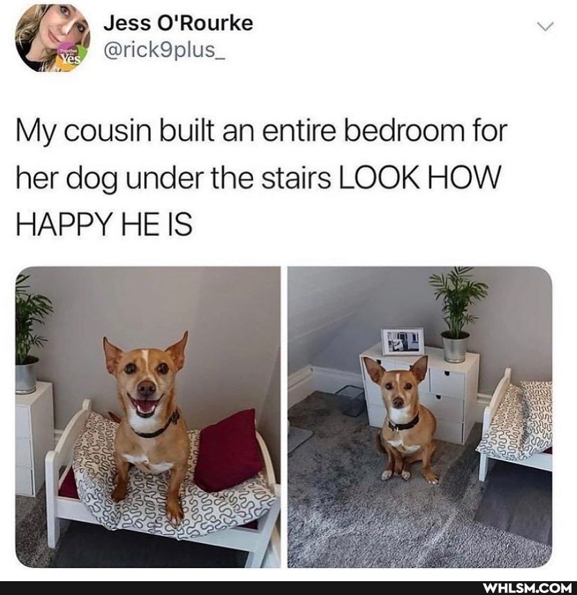 Jess O'Rourke
@rickQplus_
My cousin built an entire bedroom for
her dog under the stairs LOOK HOW HAPPY HE IS