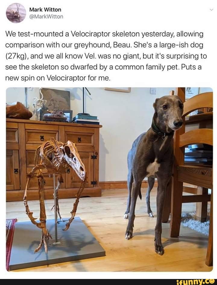 We testmounted a Velociraptor skeleton yesterday, allowing comparison