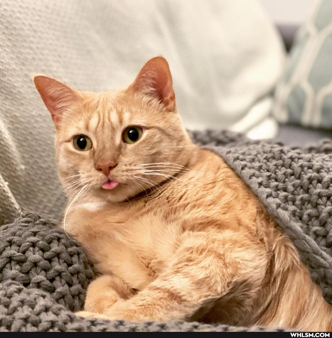gene, parmesan