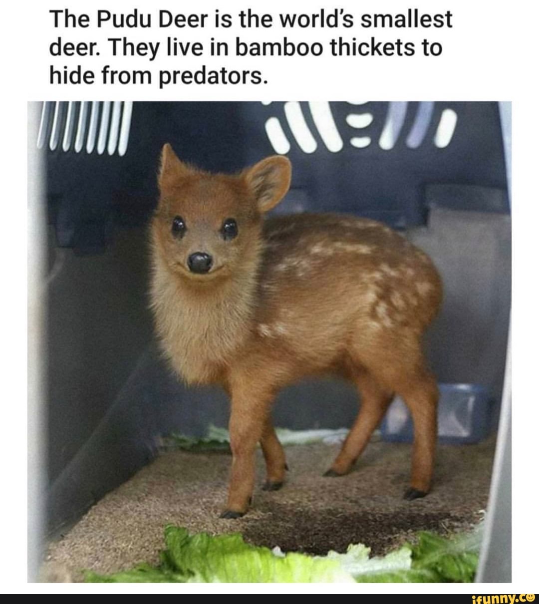 The Pudu Deer is the world's smallest deer. They live in bamboo ...