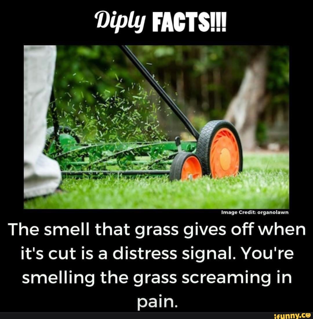 Diply FACTS!!! Image Credit organolawn The smell that grass gives off