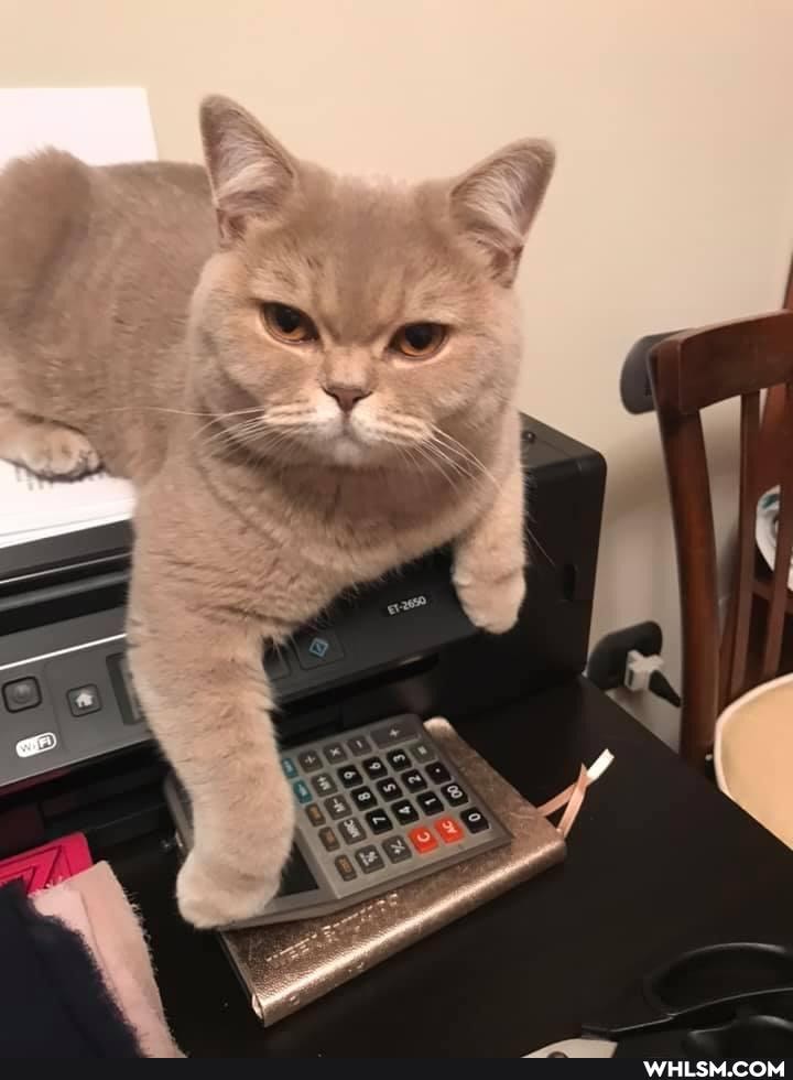 cats, love, caturday