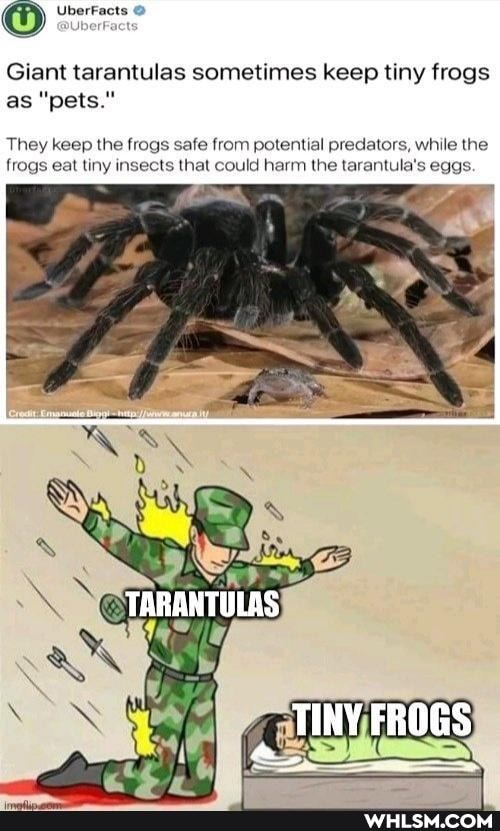 Giant tarantulas sometimes keep tiny frogs as "pets."
They keep the frogs safe from potential predators, while the frogs eat tiny insects that could harm the tarantula's eggs.
TARANTULAS
TINY FRO
GS