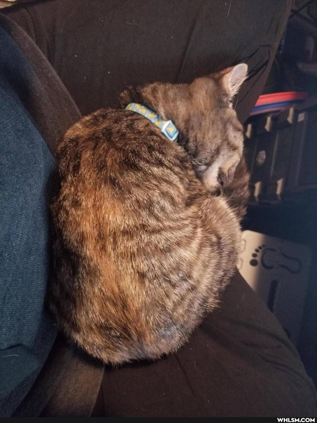 cat, aww, kitten