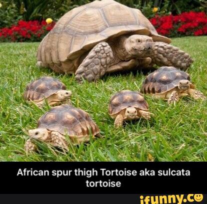 African spur thigh Tortoise aka sulcata tortoise - African spur thigh ...