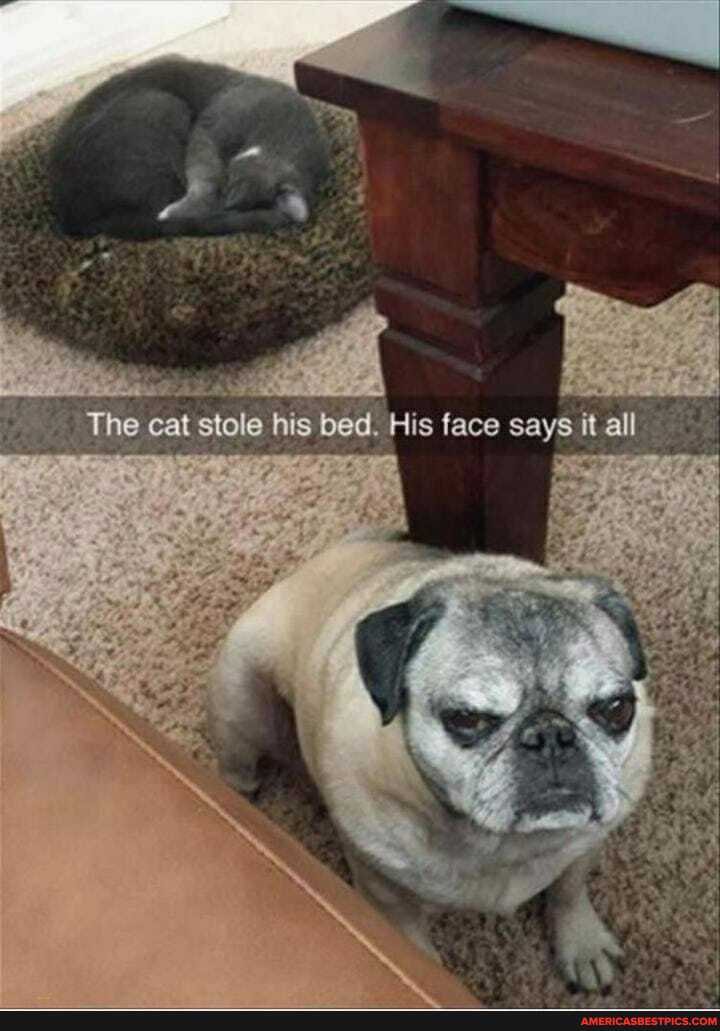 The cat stole his bed. His face says it all