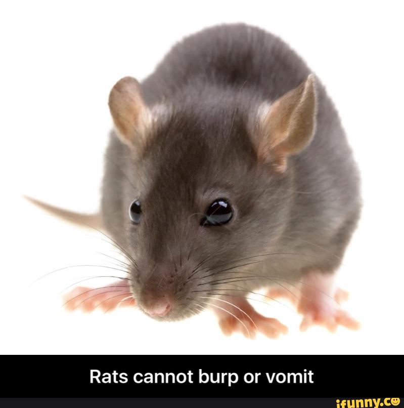 Rats cannot burp or vomit Rats cannot burp or vomit )