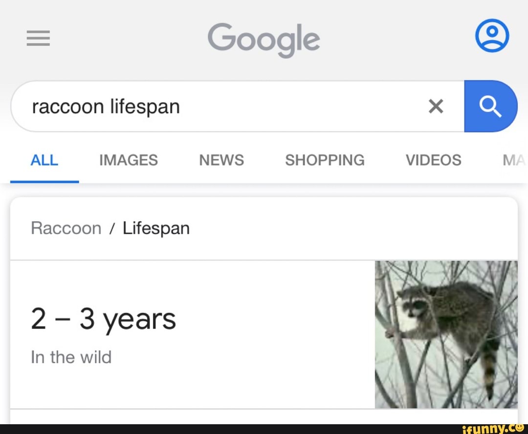 Google O Raccoon Lifespan In the wild - iFunny
