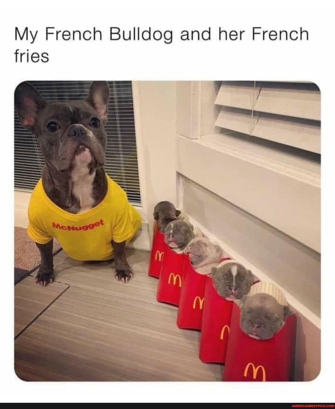 My French Bulldog and her French fries