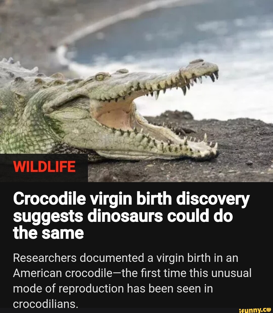 WILDLIFE Crocodile virgin birth discovery suggests dinosaurs could do ...