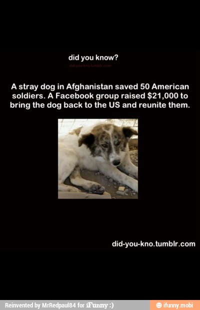 Astray dog in Afghanistan saved 50 American
soldiers. A Facebook group raised $21,000 to
bring the dog back to the US and reunite them.