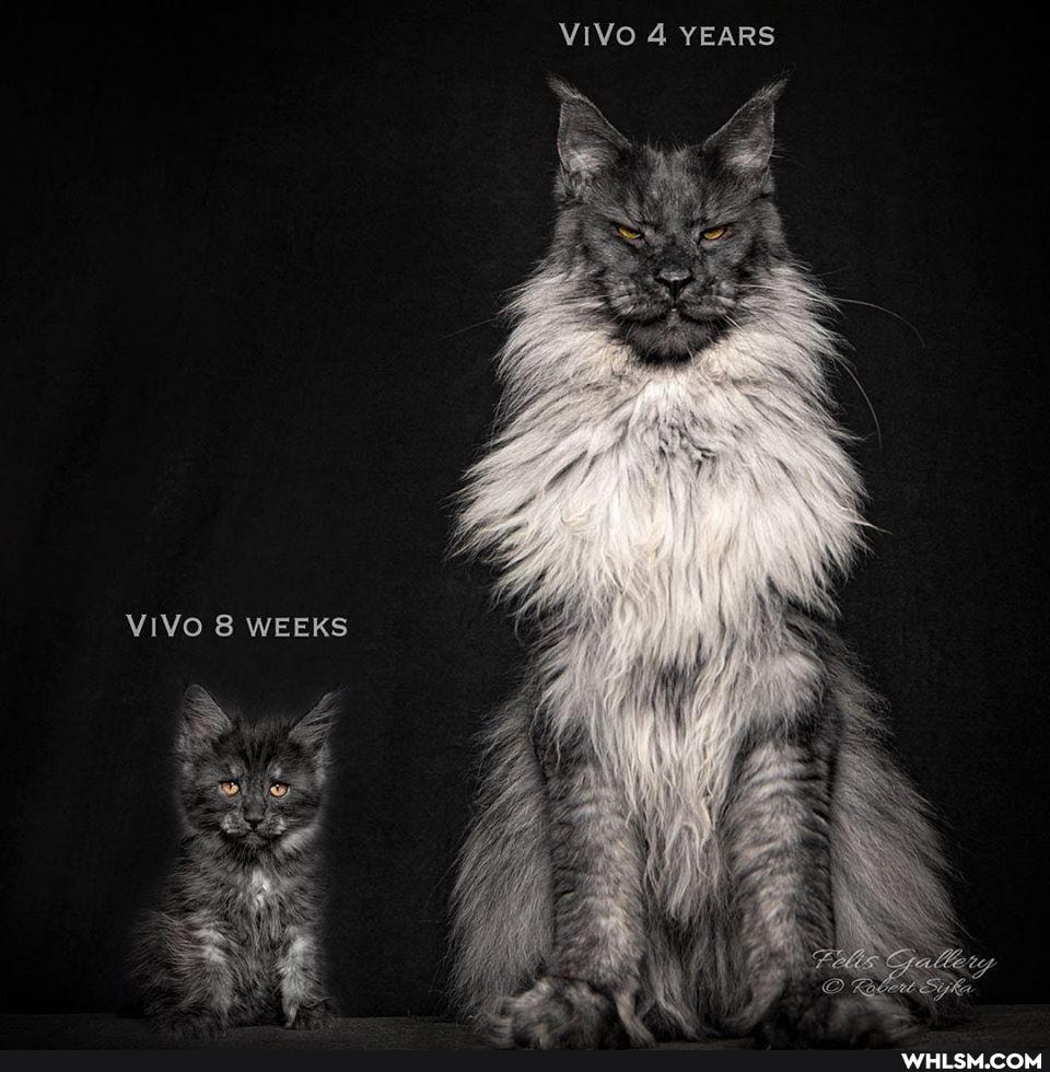 VIVO YEARS
VIVO 8 WEEKS