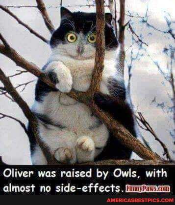 is, with
Oliver was raised by Owls, with