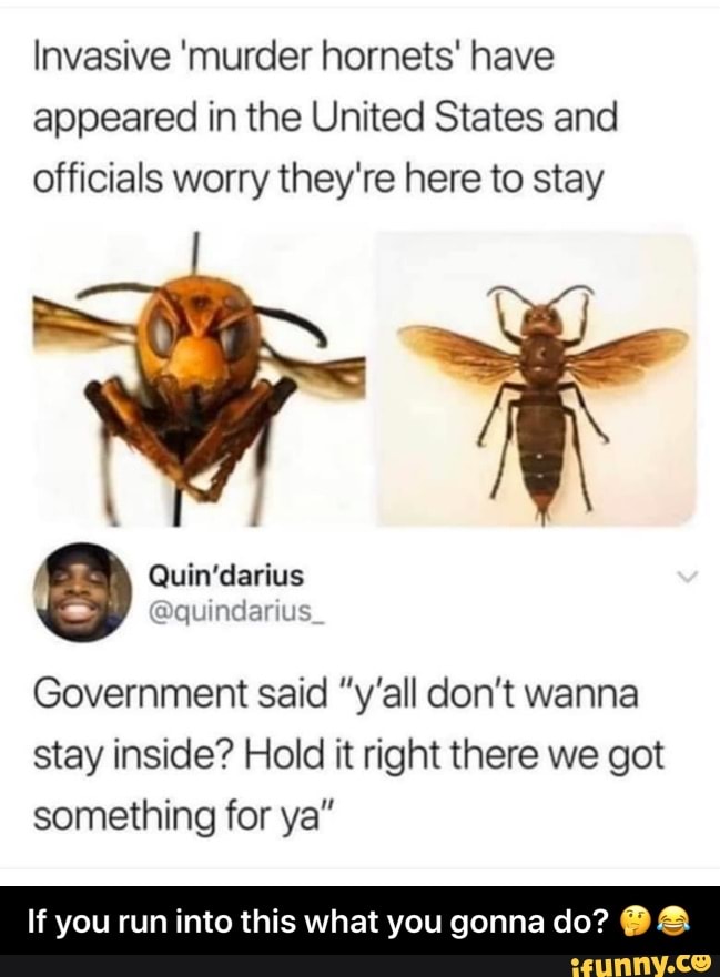 Invasive 'murder hornets' have
appeared in the United States and
officials worry they're here to stay
@quindarius
Government said "y'all don't wanna
stay inside? Hold it right there we got
something for ya"
If you run into this what you gonna do? - If you run into this what you gonna do? π€π