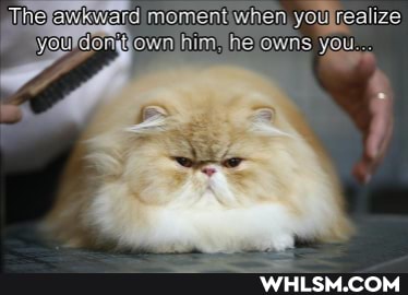 Thelawkward moment you
him> he own
UFONAtO) mneFOwns YOu.
