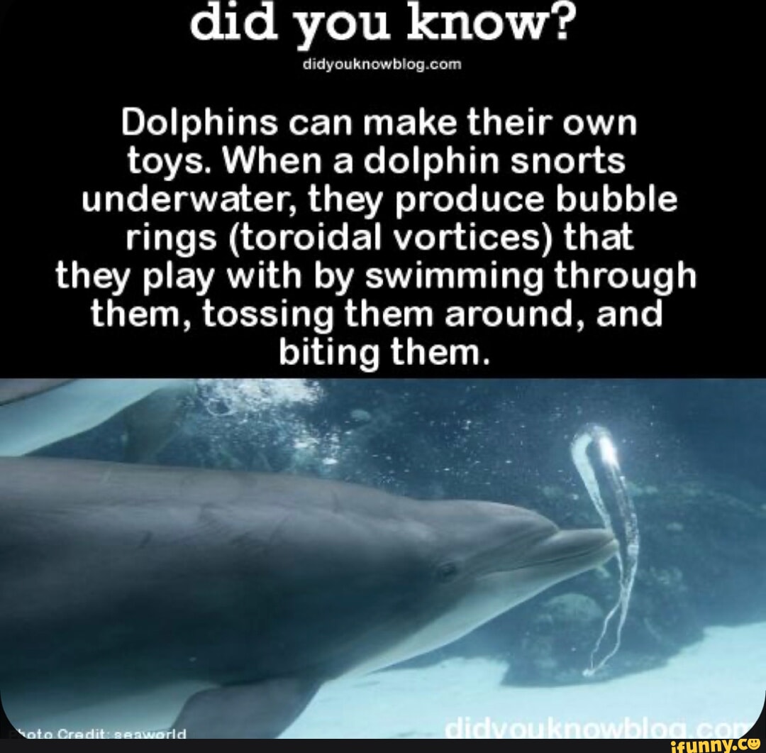 Did you know? Dolphins can make their own toys. When a dolphin snorts ...