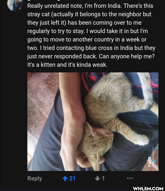 Really unrelated note, I'm from India. There's this stray cat (actually it belongs to the neighbor but they just left it) has been coming over to me regularly to try to stay. I would take it in but I'm going to move to another country in a week or two. I tried contacting blue cross in India but they just never responded back. Can anyone help me?
It's a kitten and it's kinda weak.
Reply 421