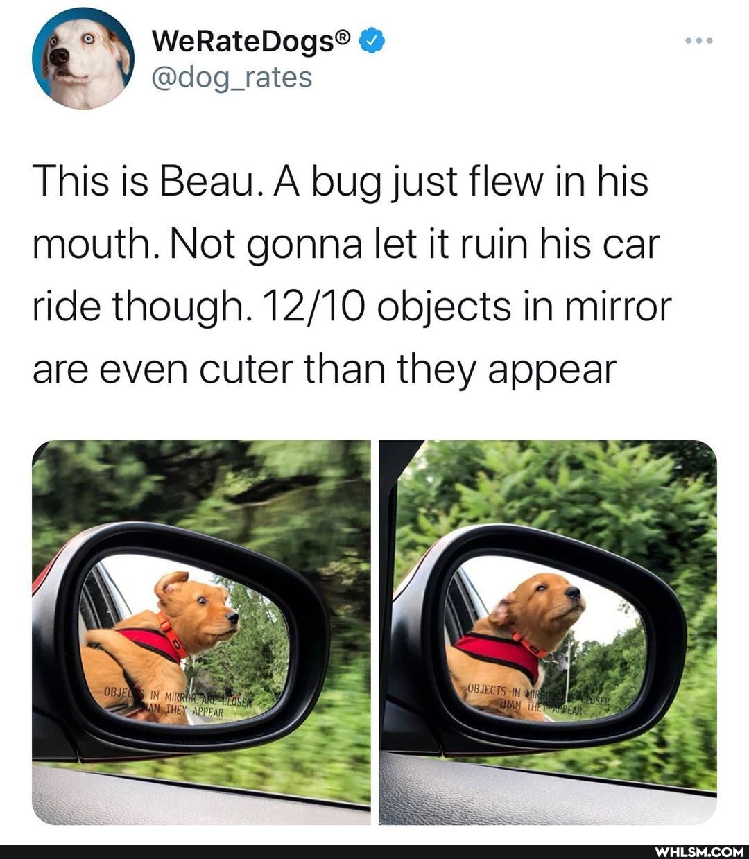 This is Beau. A bug just flew in his mouth. Not gonna let it ruin his car ride though. objects in mirror are even cuter than they appear