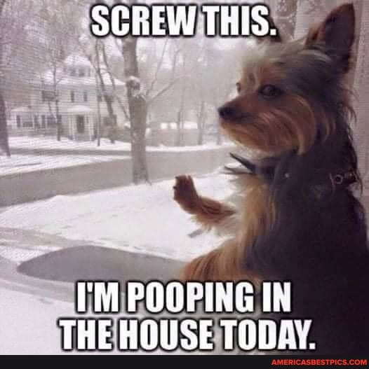 SCREW THIS.
I'M POOPING THE HOUSE TODAY.