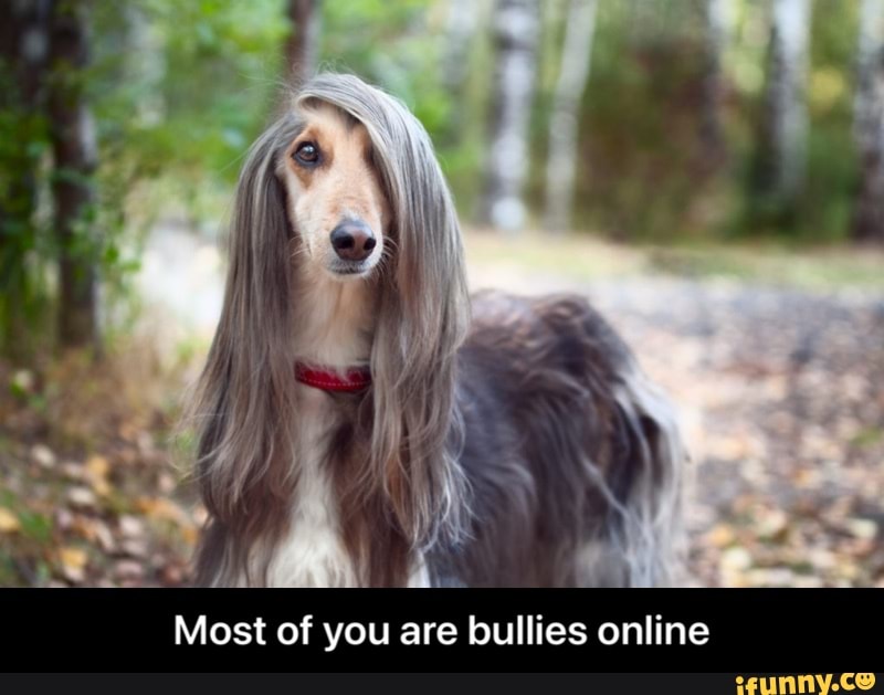 Most of you are bullies online - Most of you are bullies online