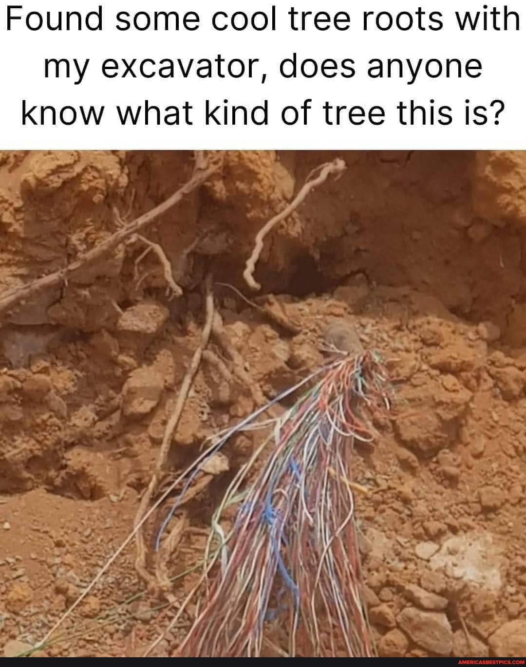 Found some cool tree roots with my excavator, does anyone know what kind of tree this is?