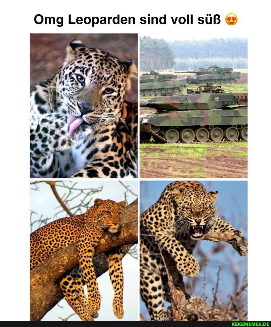 Omg Leoparden sind voll süß
ER