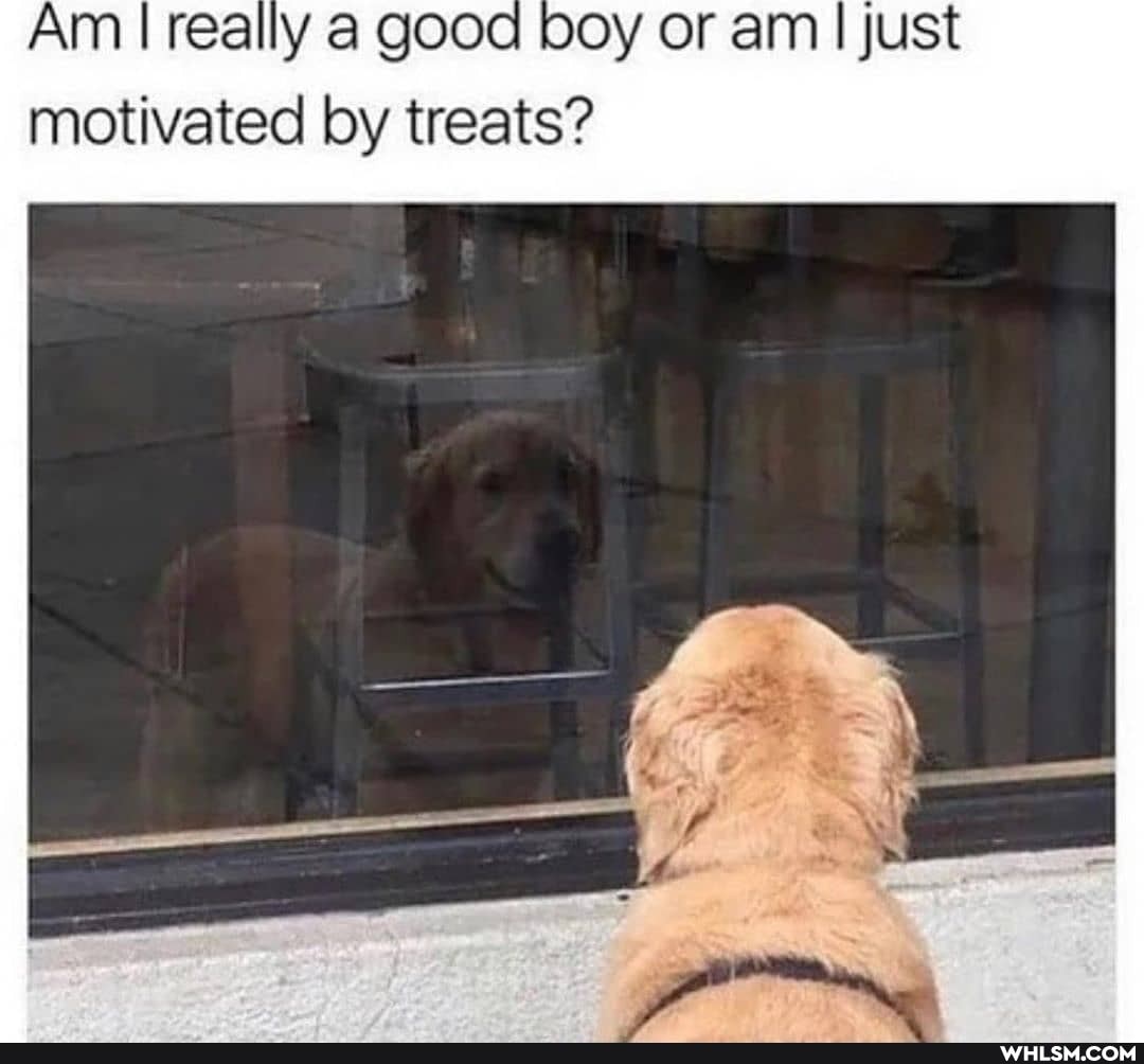 Am I really a good boy or am I just motivated by treats?