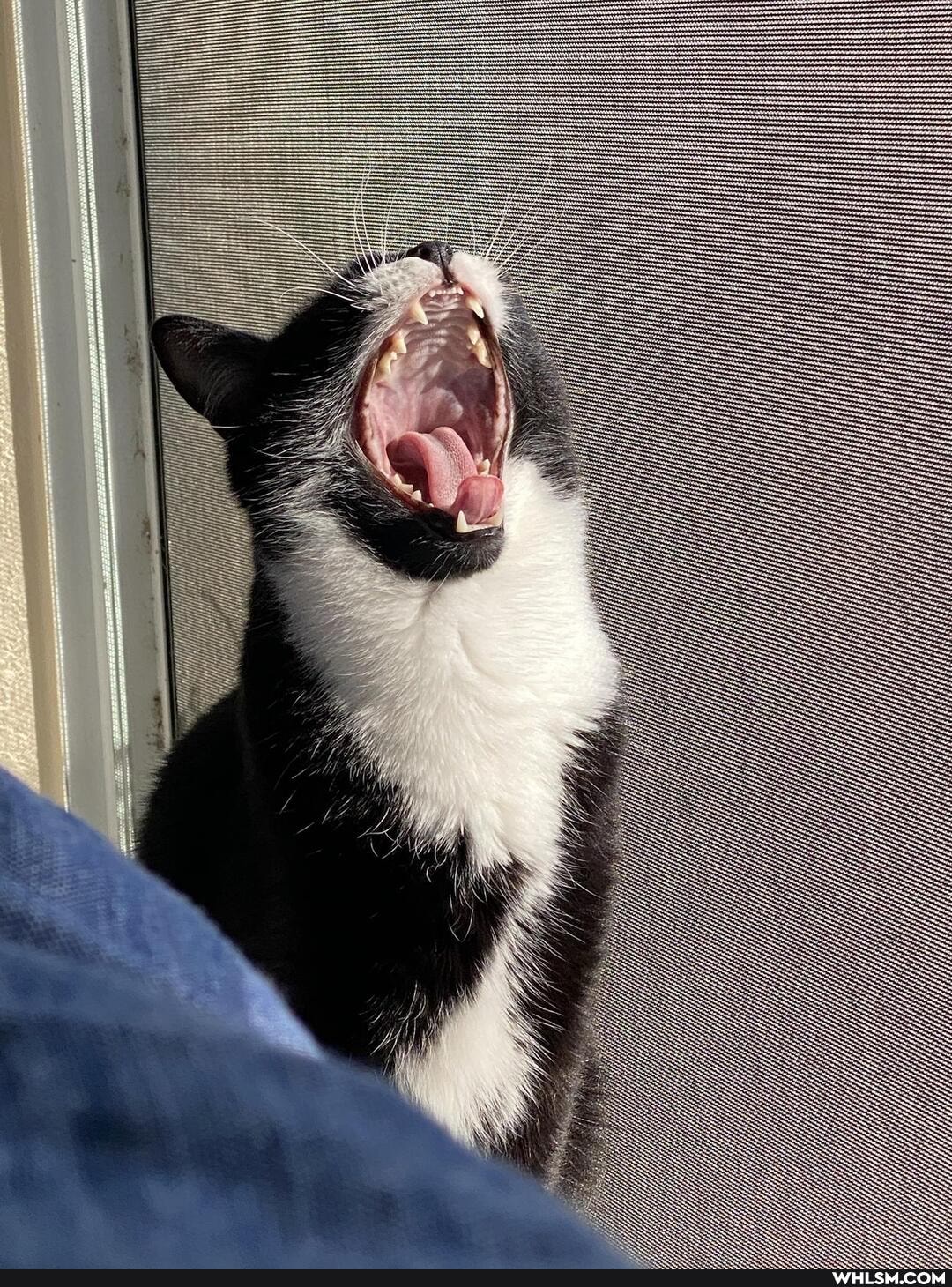 derp, cat