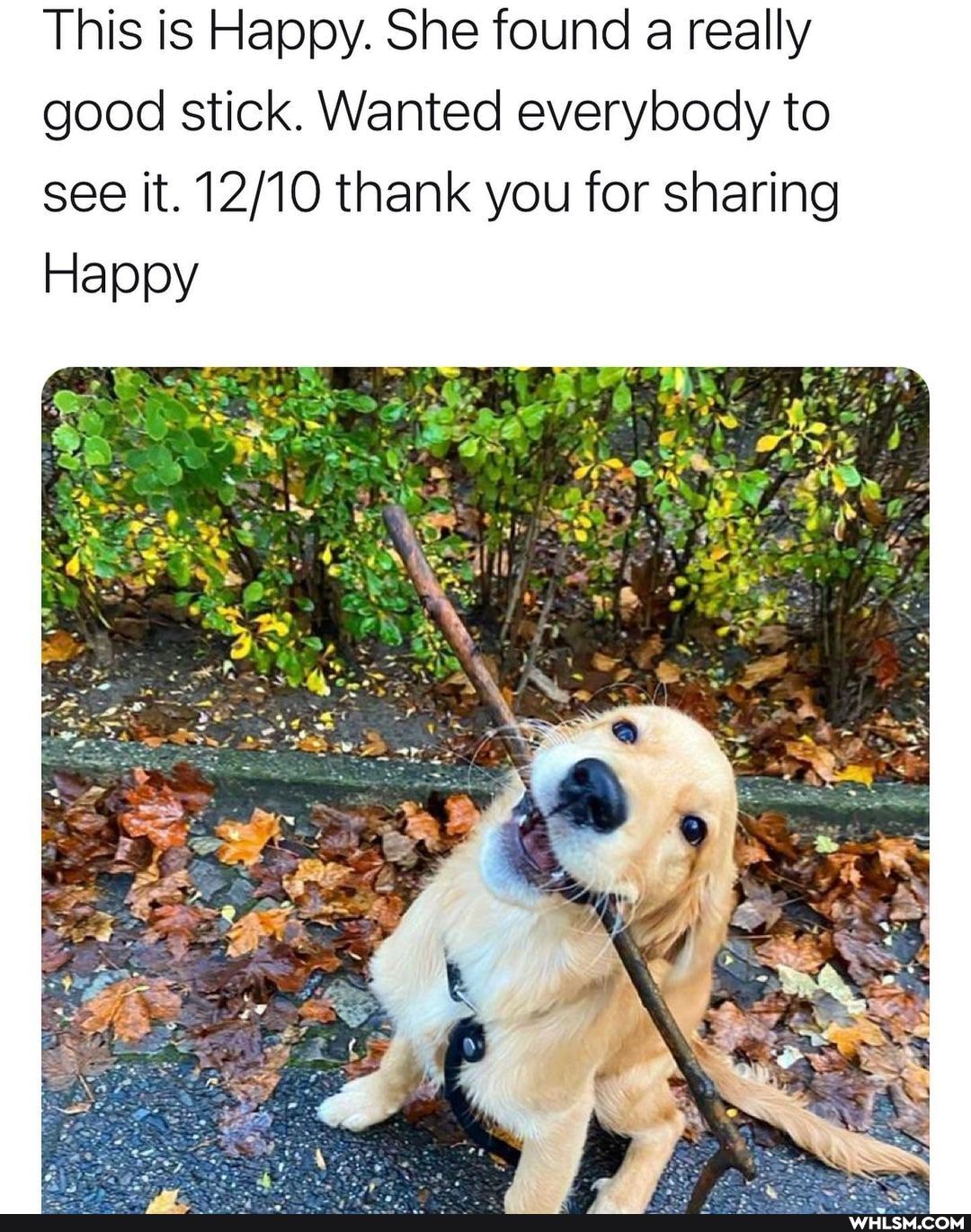 This is Happy. She found a really good stick. Wanted everybody to
see it. thank you for sharing
Happy