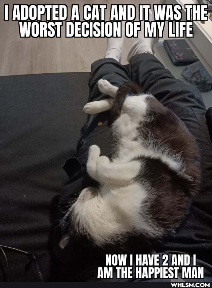 I ADOPTED A CAT AND IT WAS THE WORST DECISION OF MY LIFE
NOW I HAVE 2 AND I AM THE HAPPIEST MAW