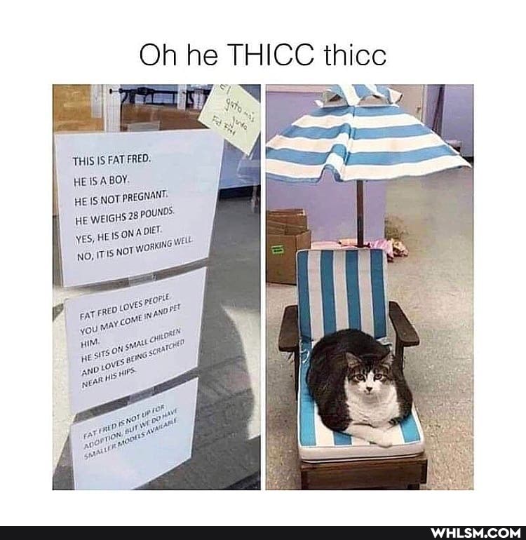 Oh he THICC thicc
BY
THIS IS FAT FRED.
HE IS A BOY.
HE NOT PREGNANT.
HE WEIGHS 28
yes, HEISONA
No, ITIS well: