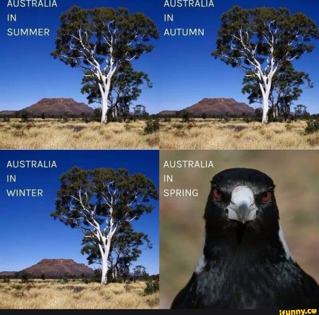 Magpie memes. Best Collection of funny Magpie pictures on iFunny