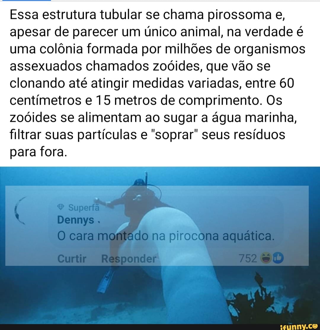 Essa estrutura tubular se chama pirossoma e, apesar de parecer um único animal, na verdade é uma colônia formada por milhões de organismos assexuados chamados zoóides, que vão se clonando até atingir medidas variadas, entre 60 centímetros 15 metros de comprimento. Os zoóides se alimentam ao sugar a água marinha, filtrar suas partículas "soprar" seus resíduos para fora.
Superfã
Dennys
O cara montado na pirocona aquática.