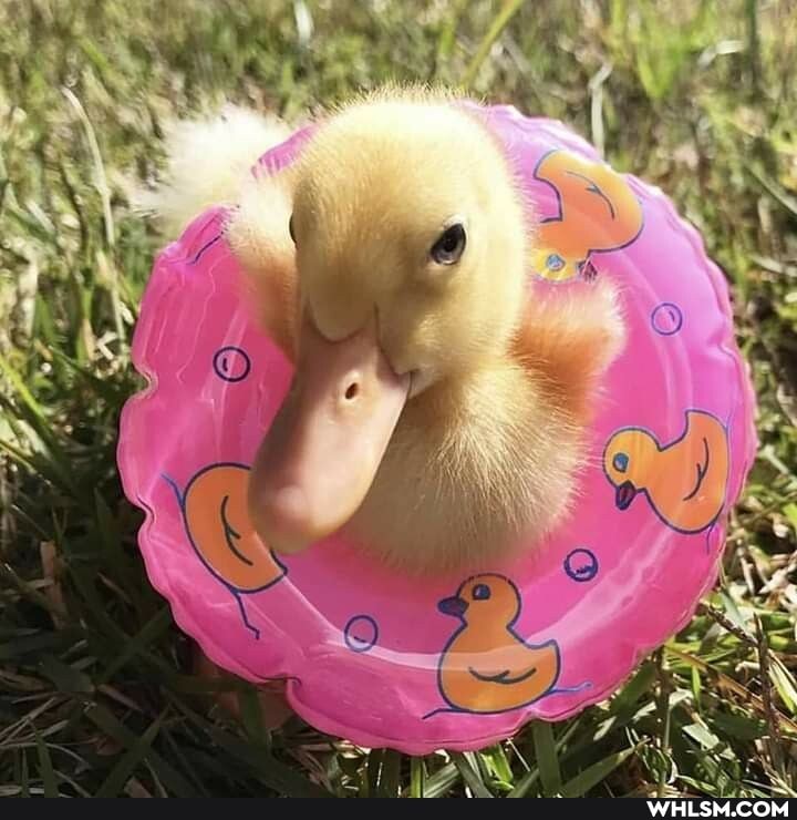 aww, baby_animals, duck, ducklings