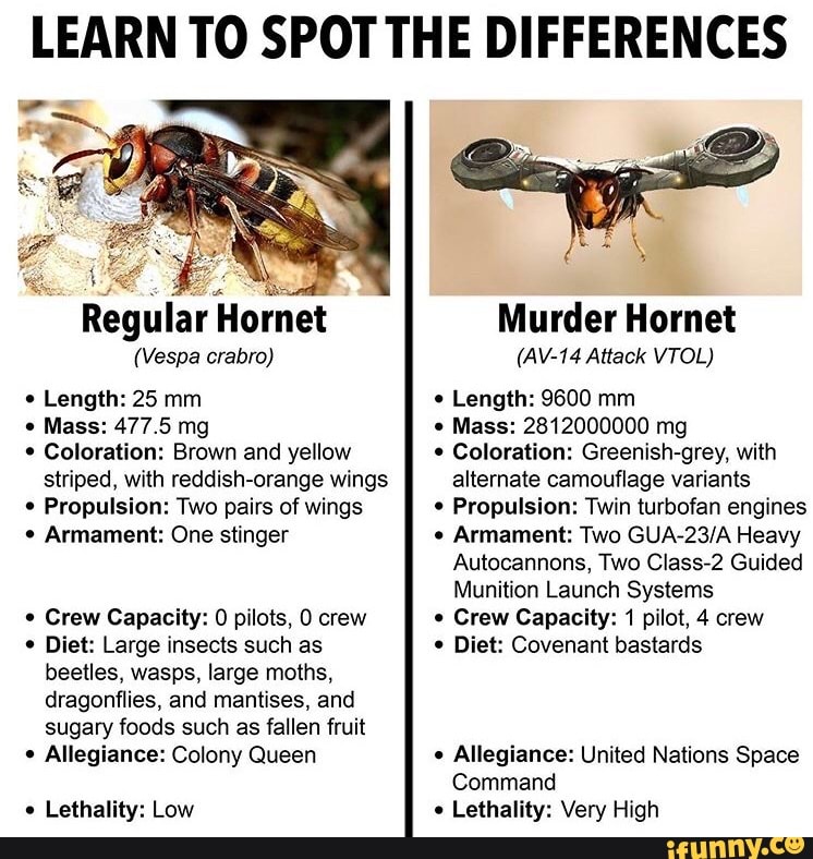 Murder Hornet Size Chart 4775