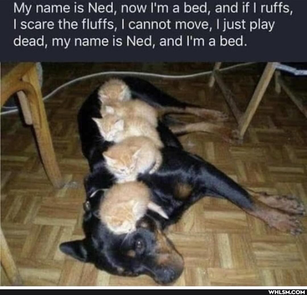 My name is Ned, now I'm a bed, and if ! ruffs,
I scare the fluffs, I cannot move, I just play dead, my name is Ned, and I'm a bed.
No