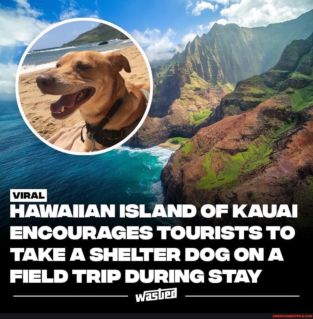The Hawaiian island of Kauai encourages tourists to check a dog out of