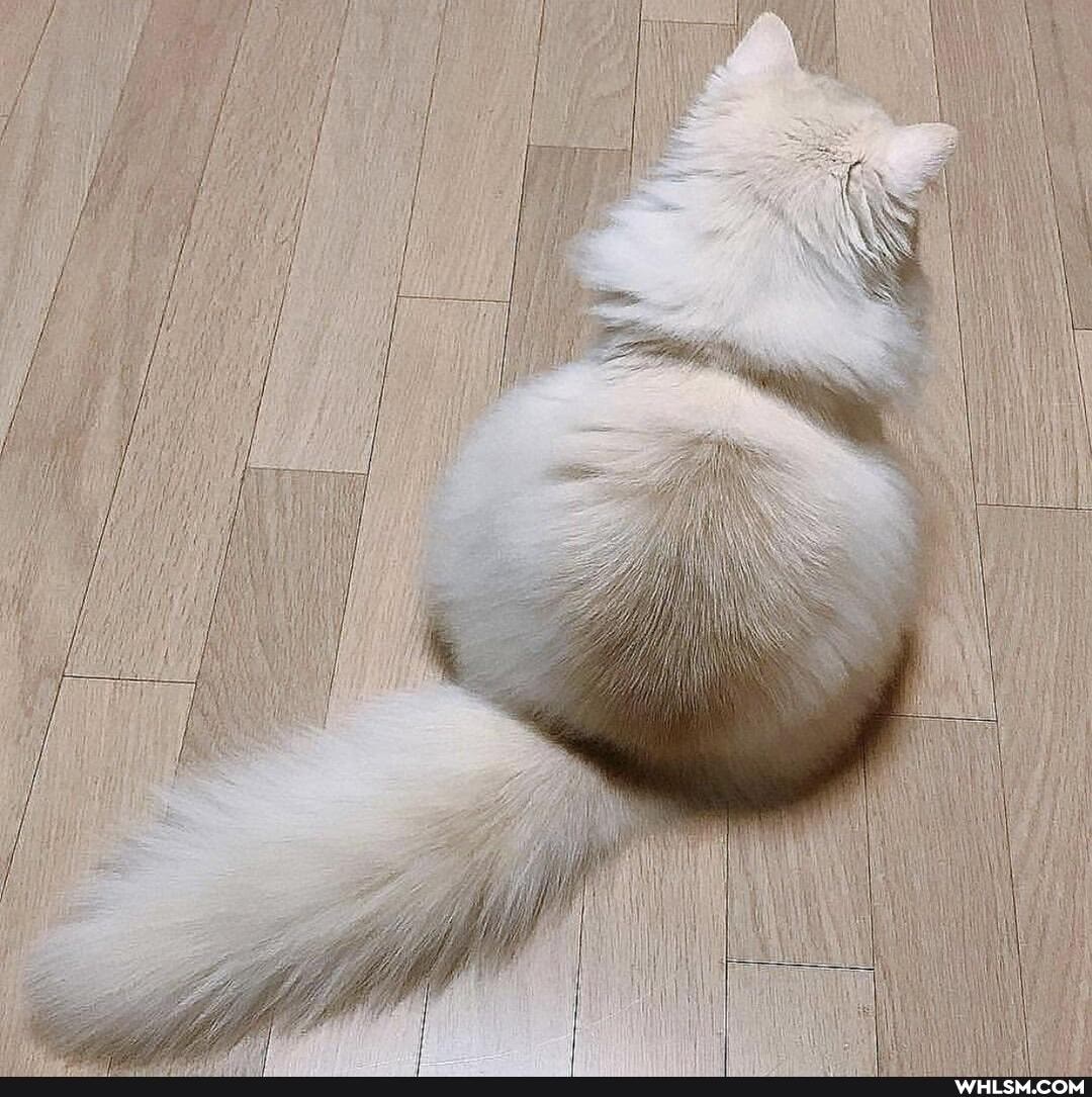 cats, aww