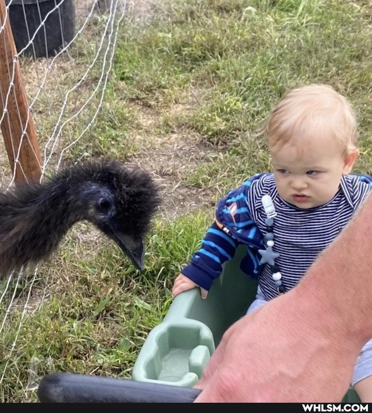 birds, baby_animals