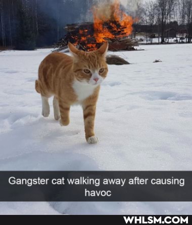 Gangster cat walking away after cai
Were