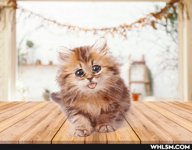 kitten, baby_animals, cat, photography, session