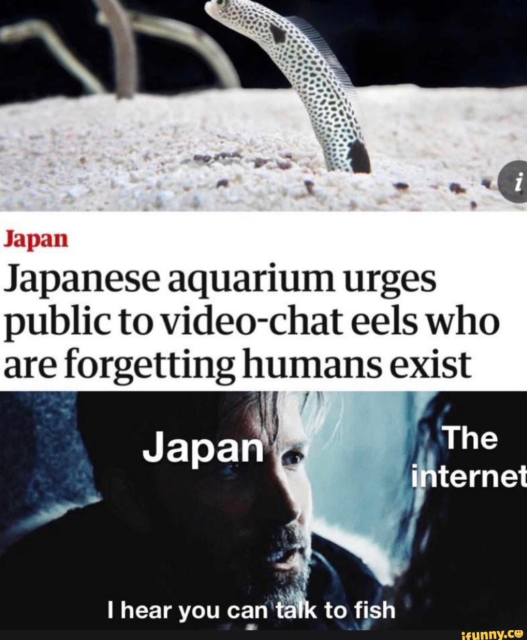 Japan
Japanese aquarium urges
public to video-chat eels who
are forgetting humans exist
Pa
I hear
tk to fish