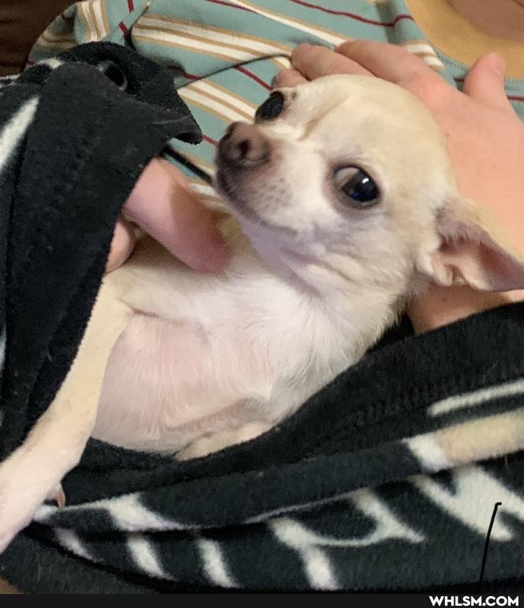 funny, chiuahua