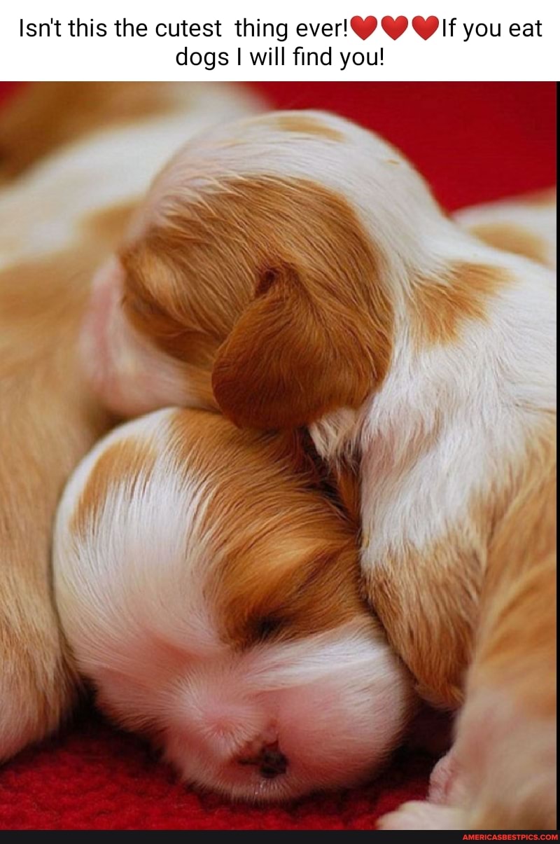 Isn't this the cutest thing ever! if you eat
dogs I will find you!