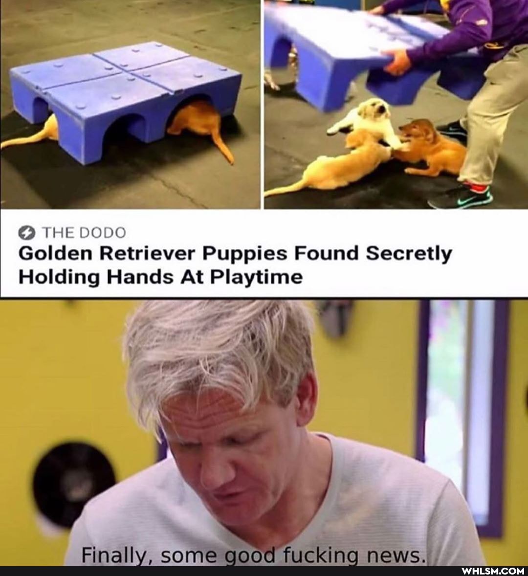 @ THE DODO Golden Retriever Puppies Found Secretly
Holding Hands At Playtime