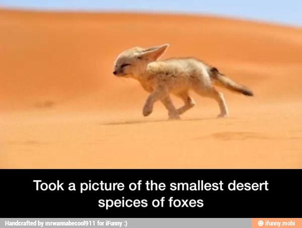 Took a picture of the smallest desert
speices of foxes - Took a picture of the smallest desert speices of foxes