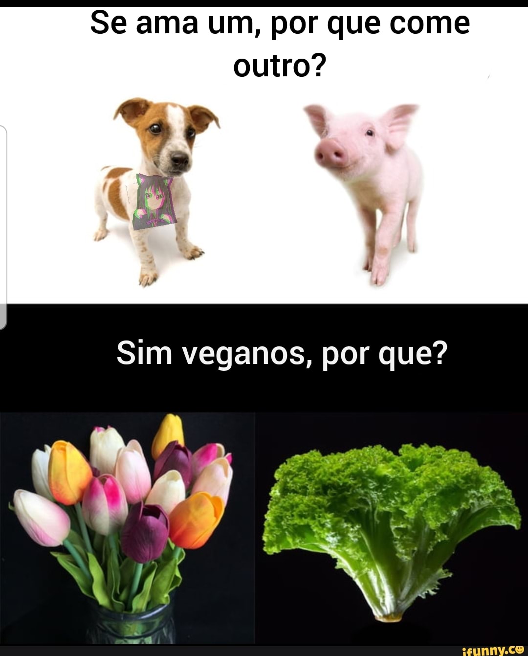 Se ama um, por que come outro?
Sim veganos, por que?
ER dá Ra