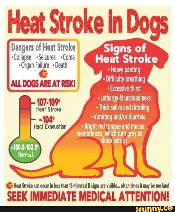 Heat Stroke In Dogs Dangers of Heat Stroke Signs of Collapse Seizures ...