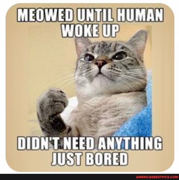 MEOWED UNTIL HUMAR WOKE WP
DIDNT NEEO ANYTHING JUST BORED